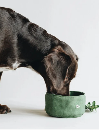 Max & Paws Everyday Portable Pet Bowl